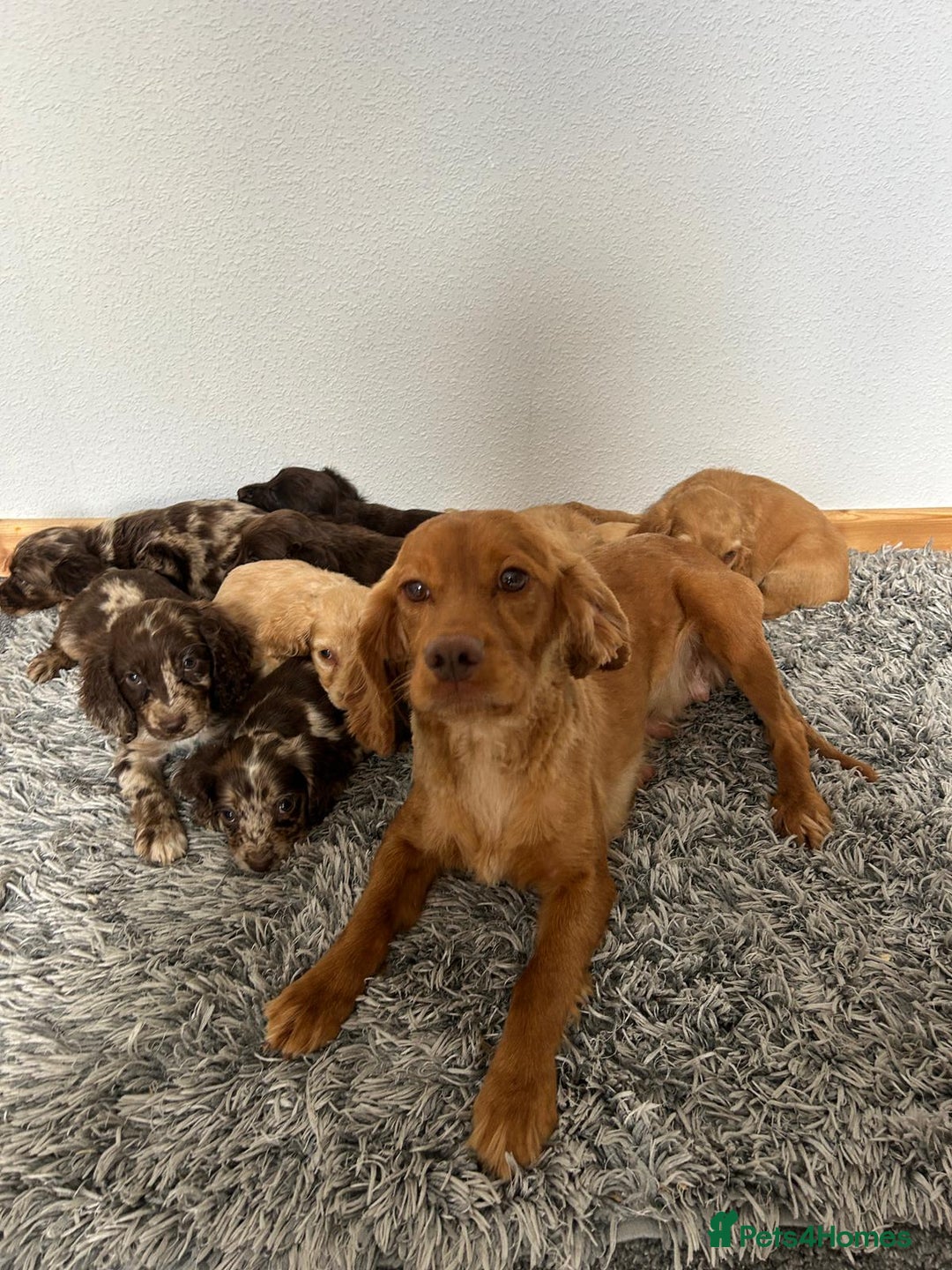 Cocker Spaniel dogs for sale: Cocker spaniel puppies - Image 6