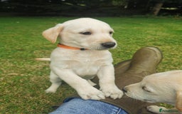 Labrador Retriever dogs for sale: Yellow labrador puppies  - Image 3