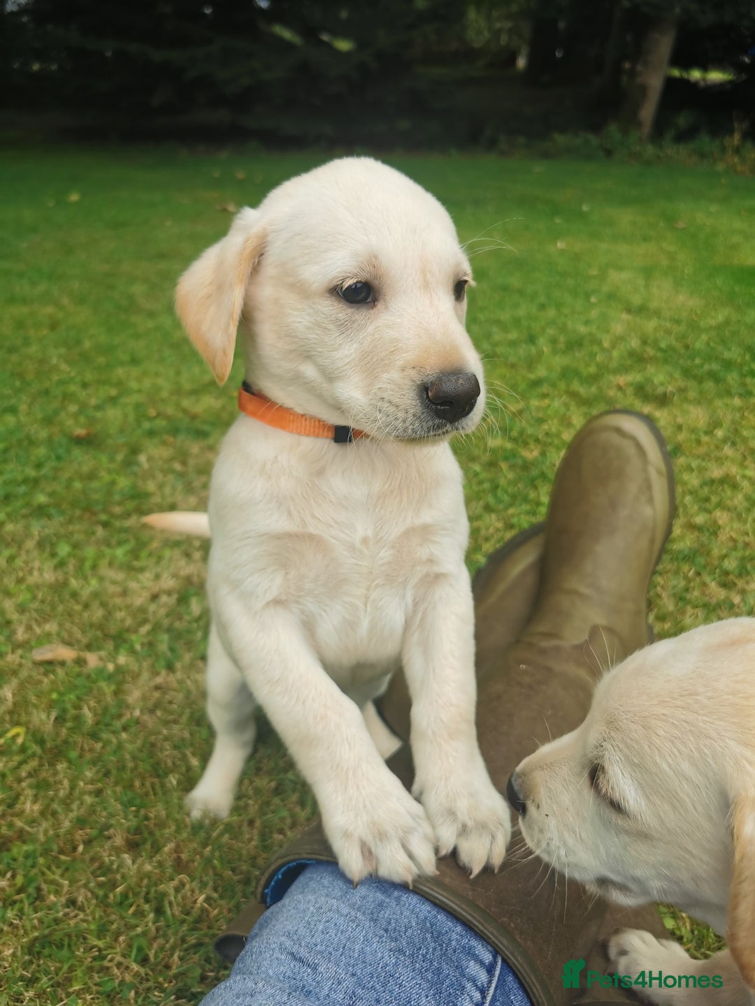 Labrador Retriever dogs for sale: Yellow labrador puppies  - Image 3