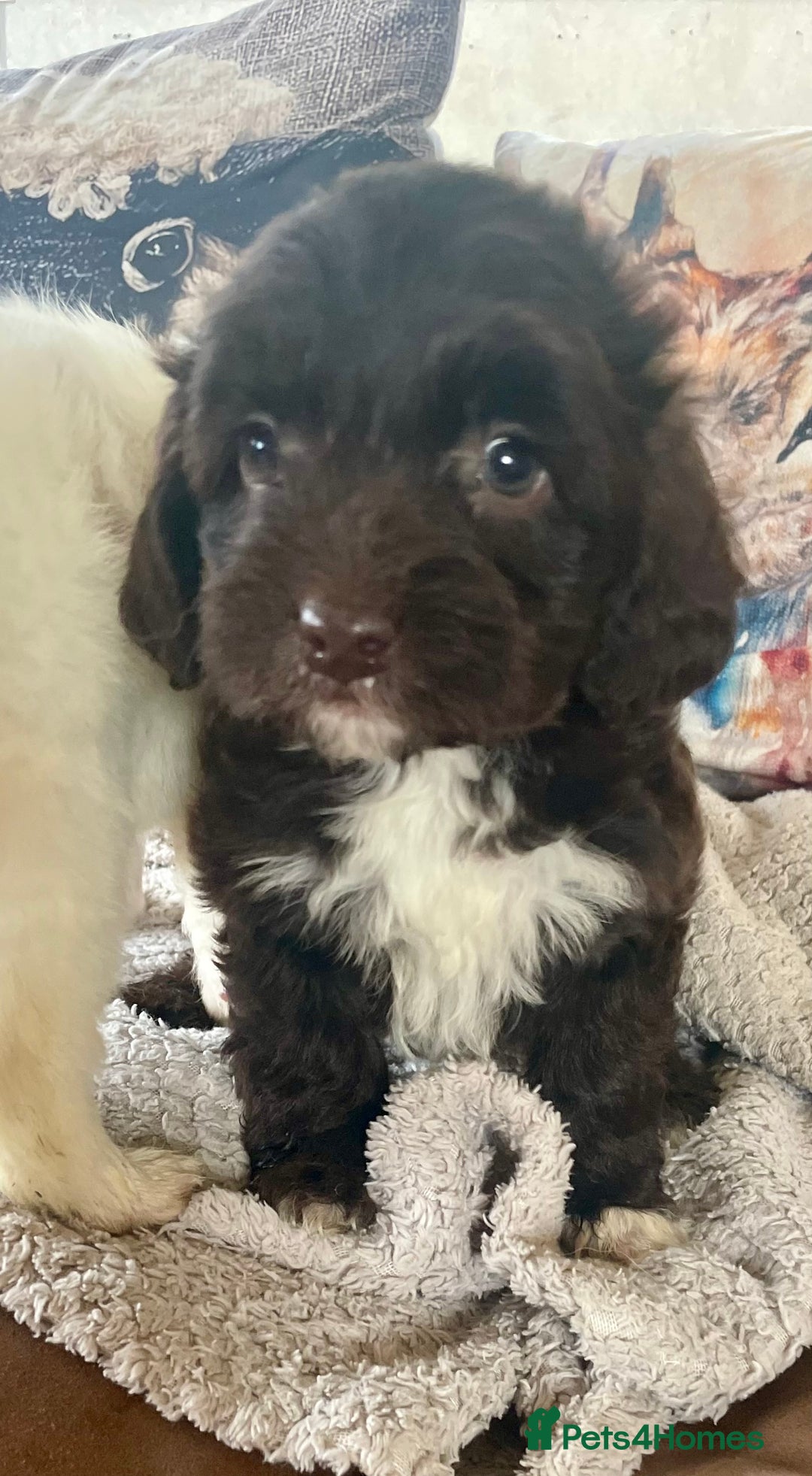 Mixed Breed dogs for sale: Beautiful pups! - Advert 2