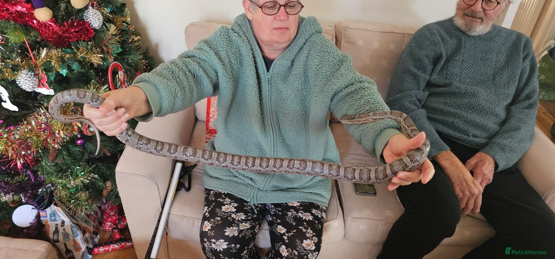 Corn Snake reptiles for sale: Friendly corn snake, vivarium with full set up - Advert 15