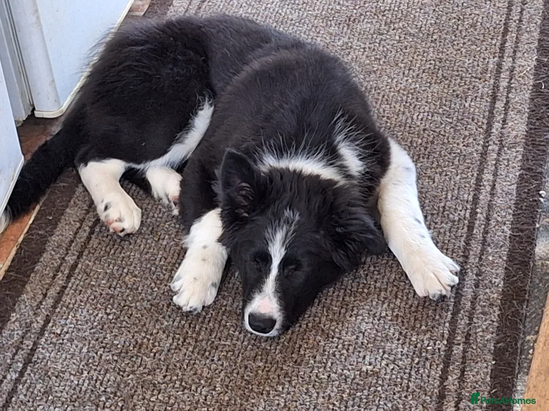 Border Collie dogs for stud: ISDS&KC Fully Tested Border Collie for Stud in Bicester - Advert 21