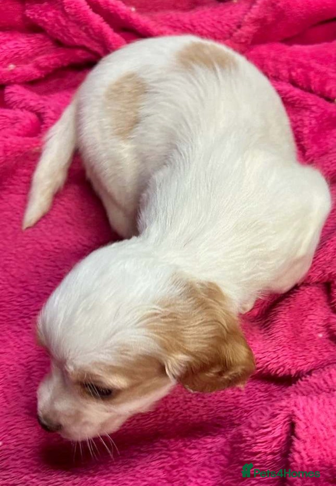 Cocker Spaniel dogs for sale: Cocker Spaniel puppies for sale - Advert 4