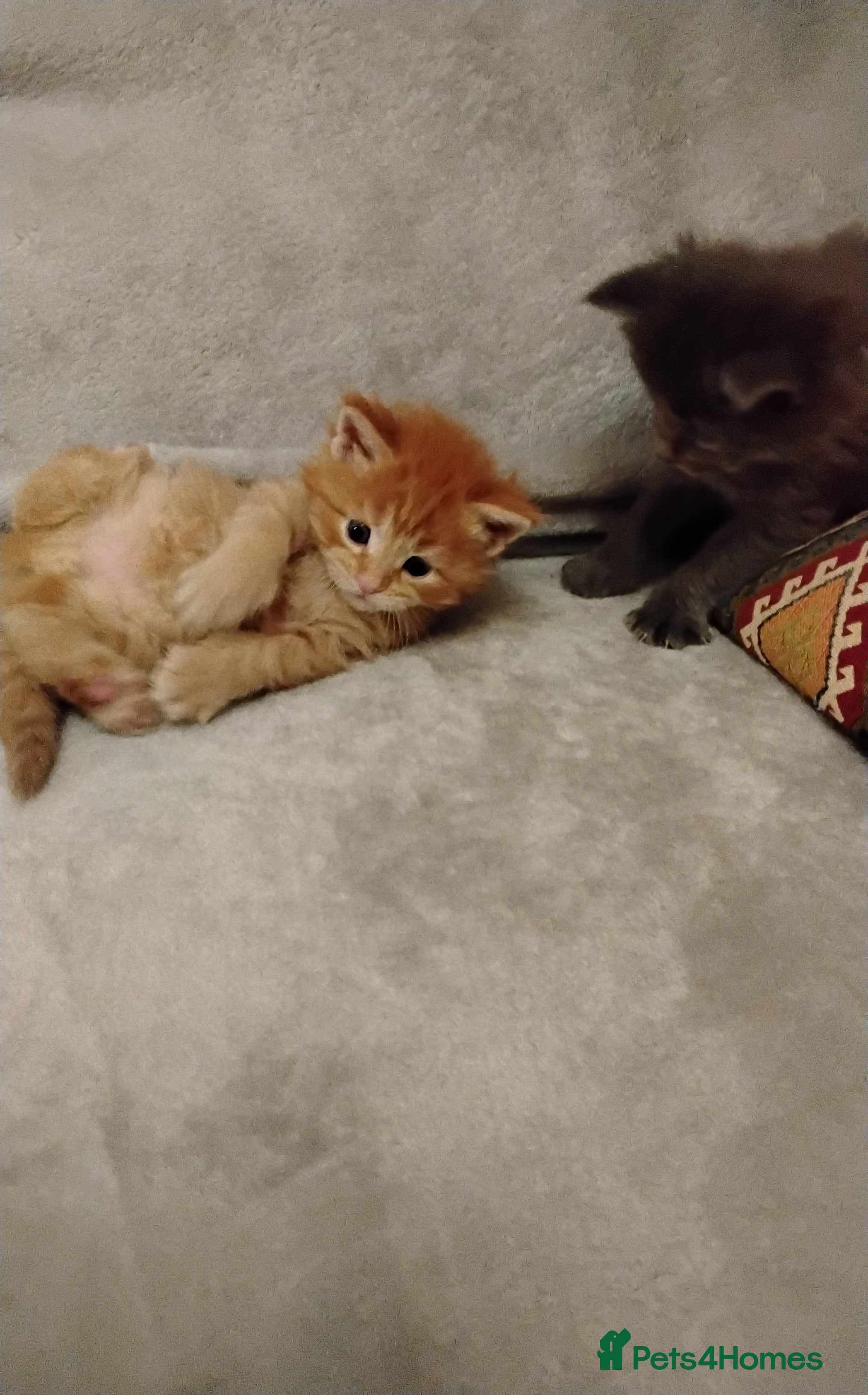 Maine Coon cats Exceptional Maine Coon kittens available - Advert 17