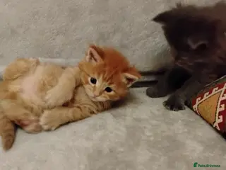 Maine Coon cats Exceptional Maine Coon kittens available - Advert 17