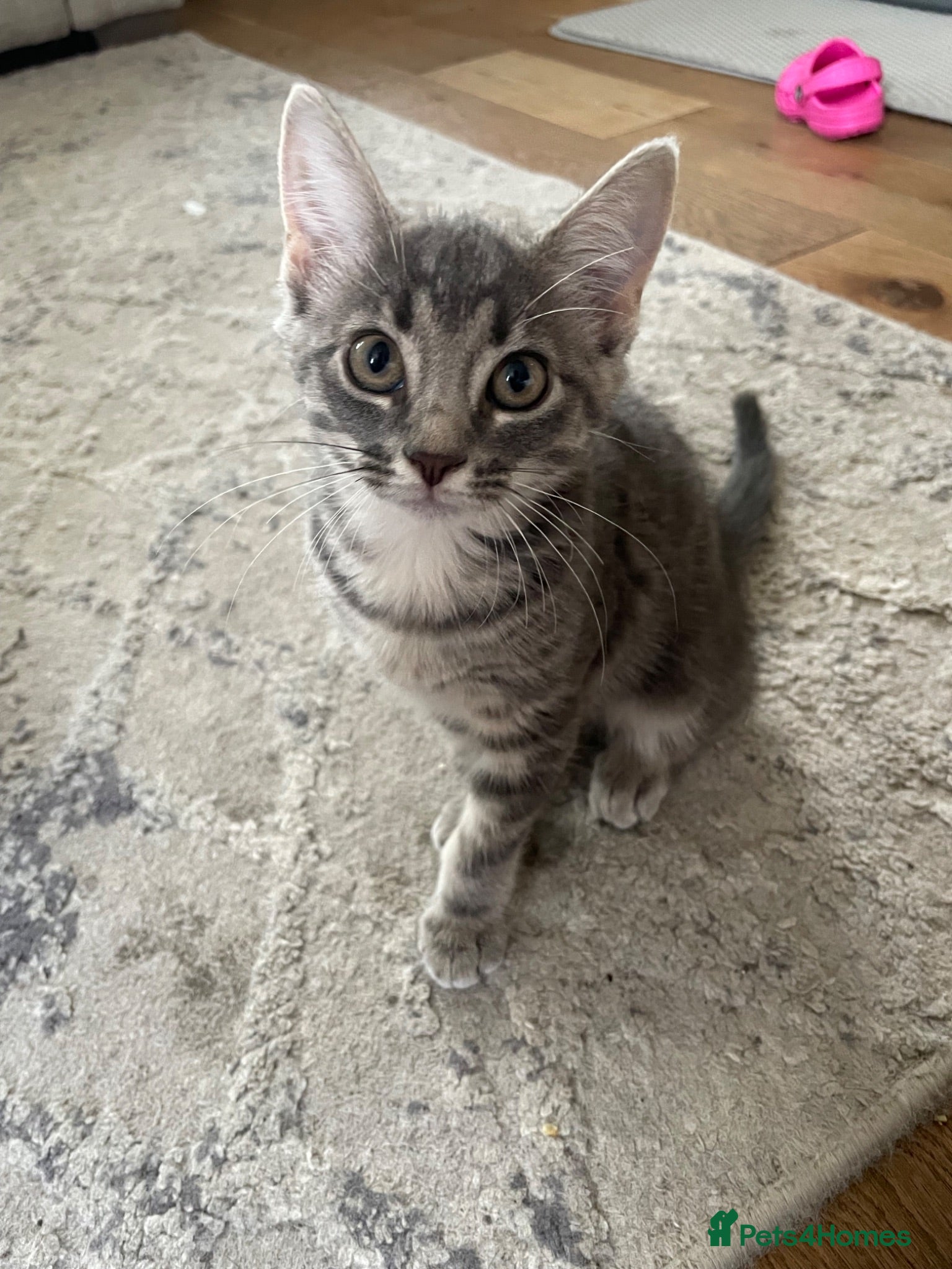 Mixed Breed cats      5 Beautiful Tabby Kittens Looking For Homes - Advert 2