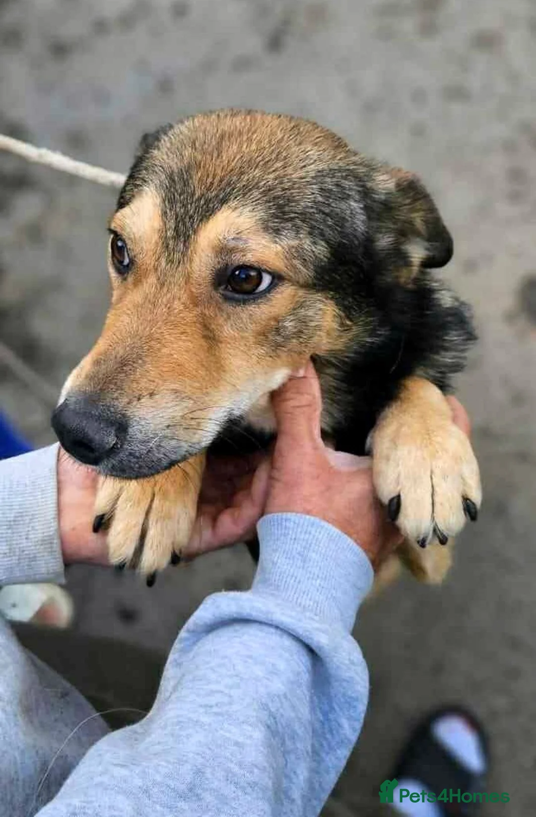 Mixed Breed dogs for adoption: 🐾 Meet Boaz. You’re going to love him 🤍🐾 - Advert 6