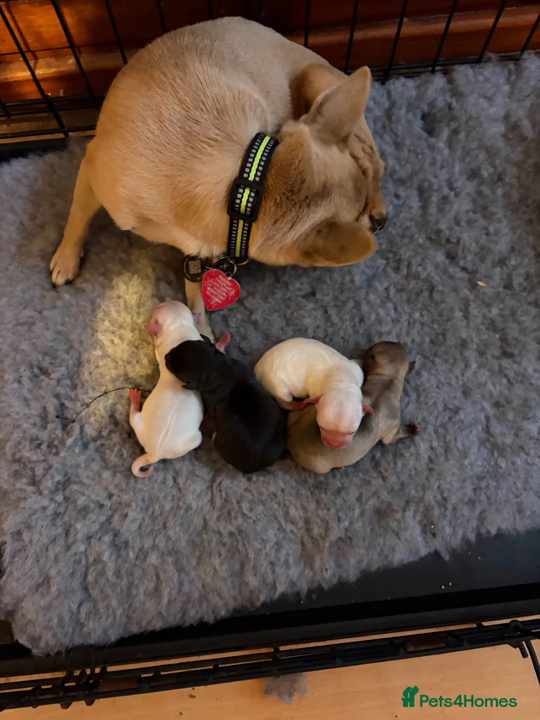 Chihuahua dogs for sale: Beautiful kc chihuahua puppies  - Advert 2