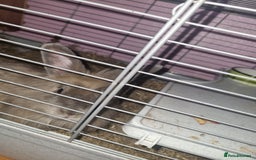 Angora rabbits for sale: Female angora with cage and accessories  - Image 2