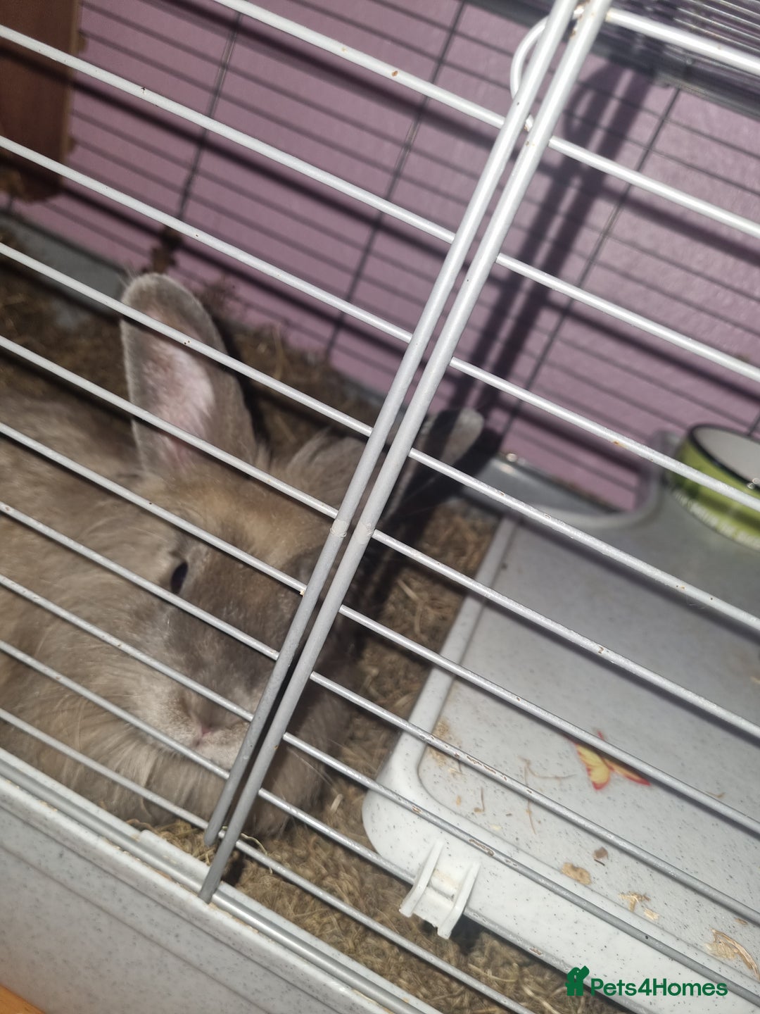 Angora rabbits for sale: Female angora with cage and accessories  - Image 2