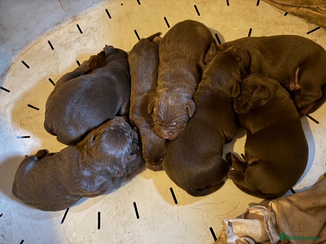 Labrador Retriever dogs for sale: Choice Labs xx - Advert 4