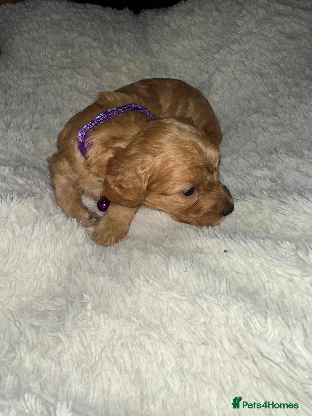 Cockapoo dogs for sale: Gorgeous F1b cockapoo puppies  - Advert 22