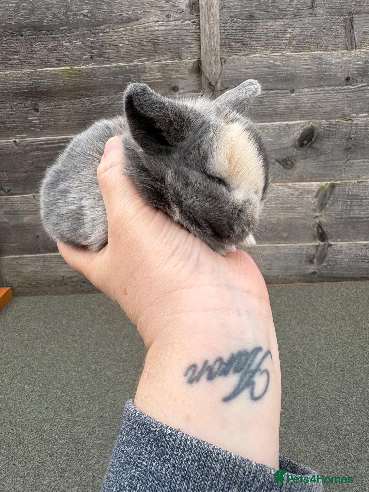 Mini Lop rabbits Mini lop babies - Advert 16