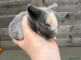 Mini Lop rabbits Mini lop babies - Advert 16