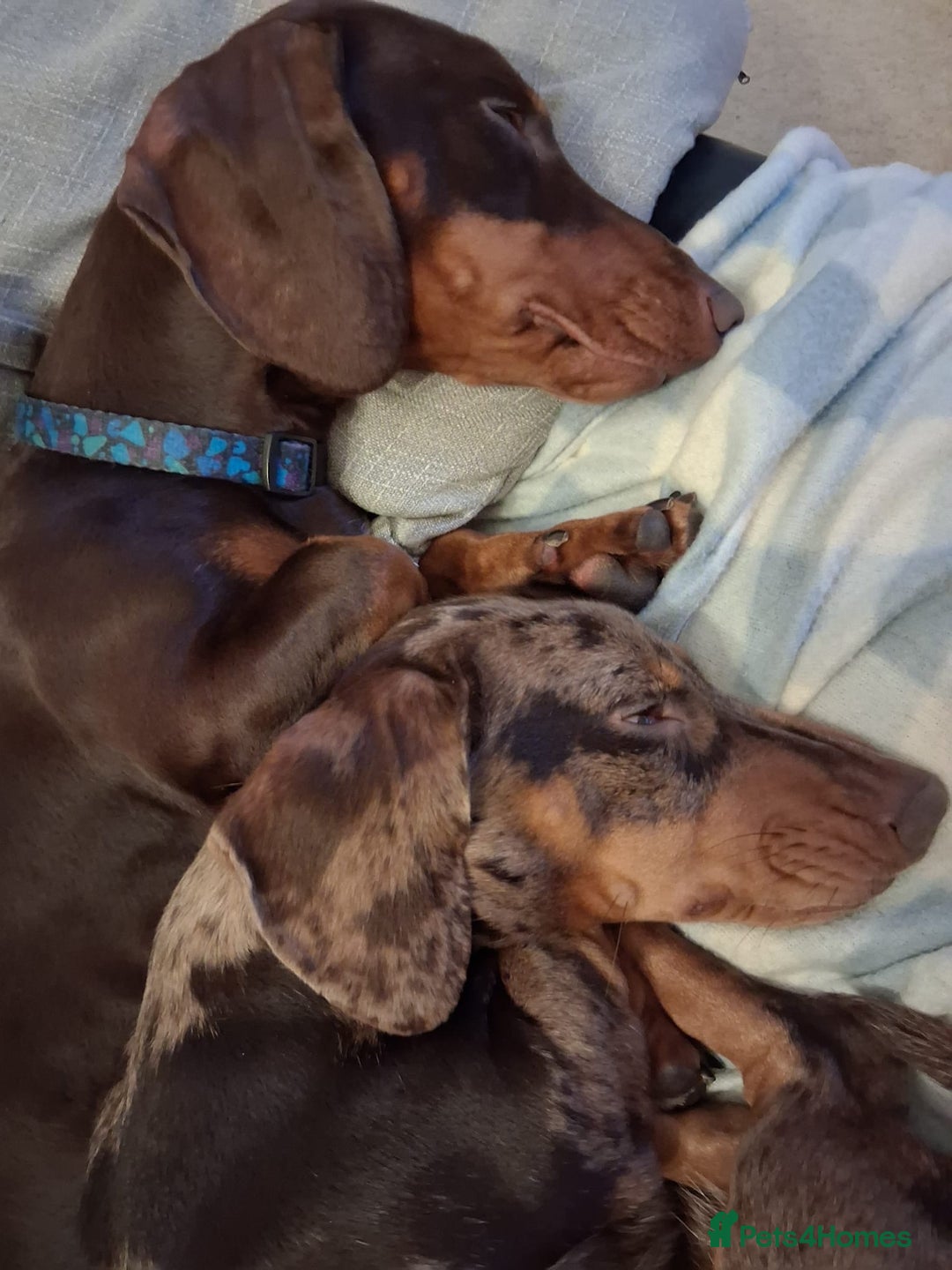 Miniature Dachshund dogs for sale: BEAUTIFUL PRA CLEAR & KC REG MINIS - Advert 11