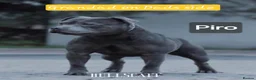 Staffordshire Bull Terrier dogs for sale: Kc health clear - Advert 19