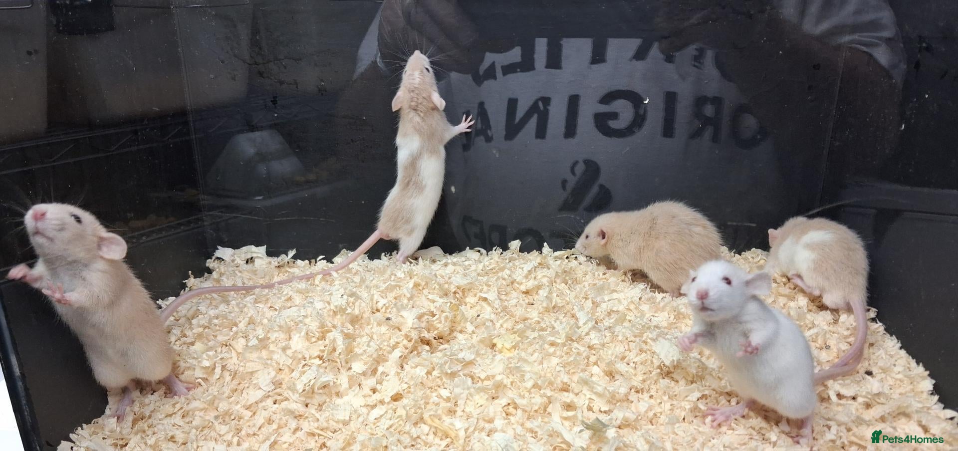Rat rodents for sale: Baby Dumbo Rat's, various types  - Advert 1