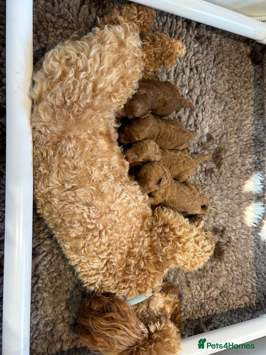 Toy Poodle dogs for stud: EXTENSIVELY HEALTH TESTED TOY POODLE STUD TYSON🌹 in Sheerness - Advert 27