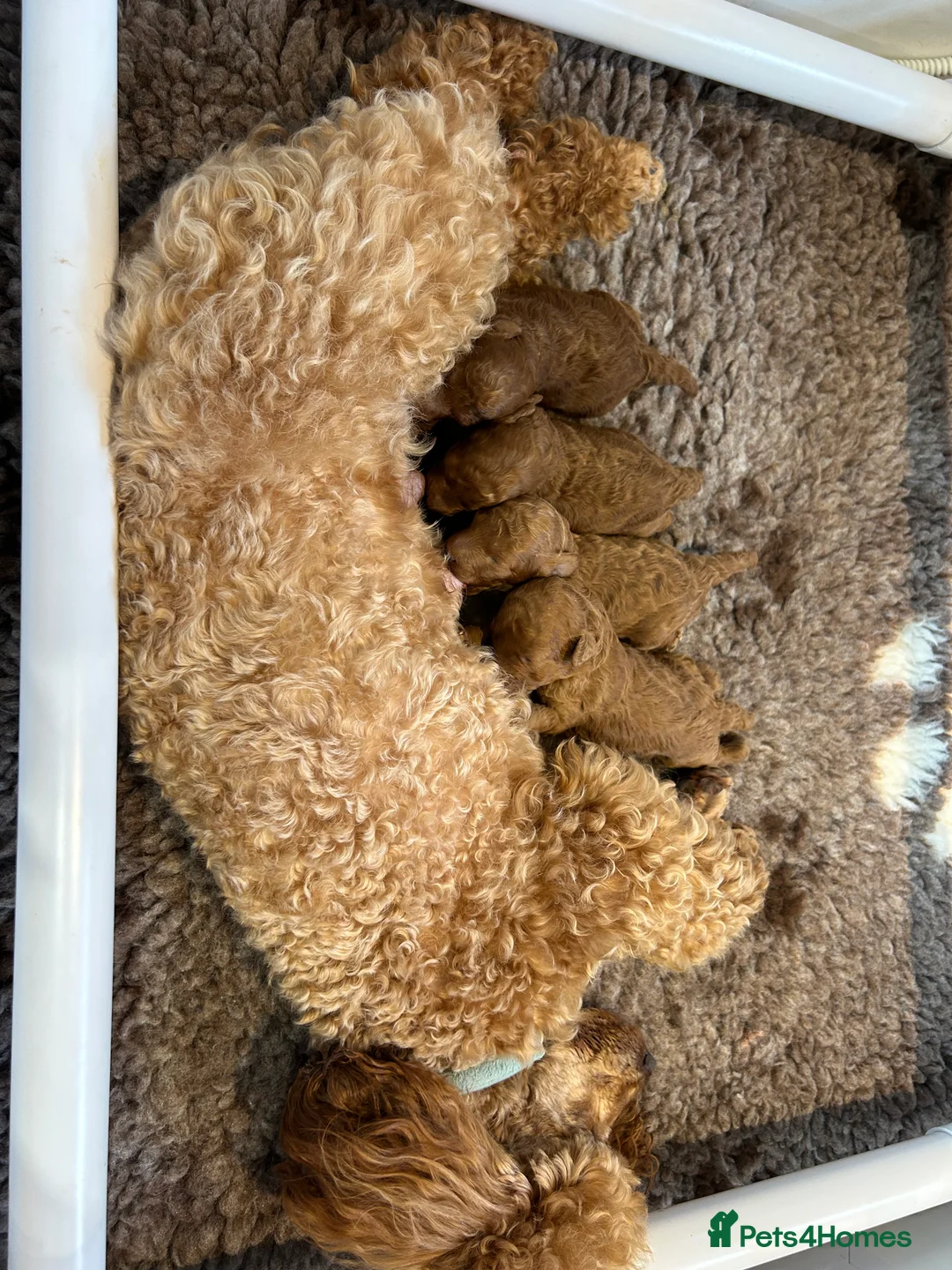 Toy Poodle dogs for stud: EXTENSIVELY HEALTH TESTED TOY POODLE STUD TYSON🌹 in Sheerness - Advert 27