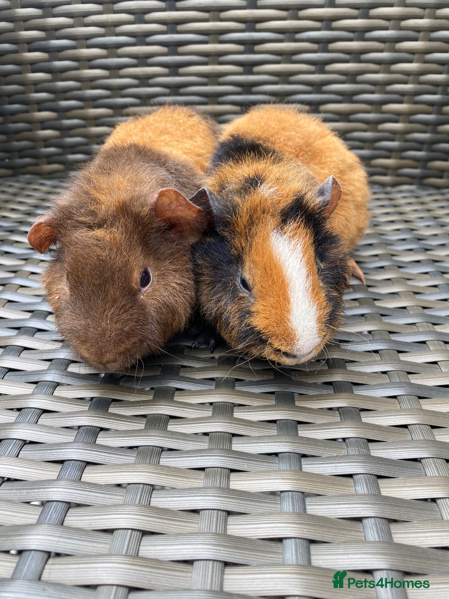 Guinea Pig rodents Teddy babys ready to go xx - Advert 1