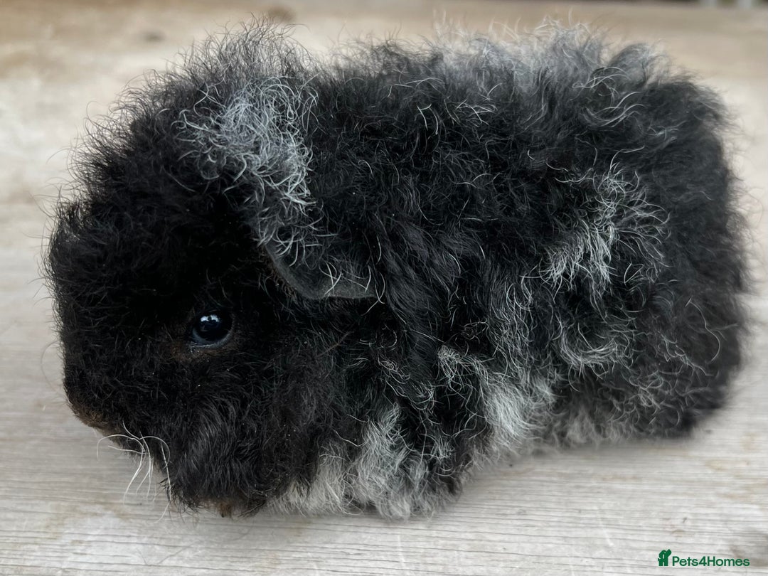 Guinea Pig rodents for sale: Longhaired (alpaca) baby guinea pigs  - Image 2