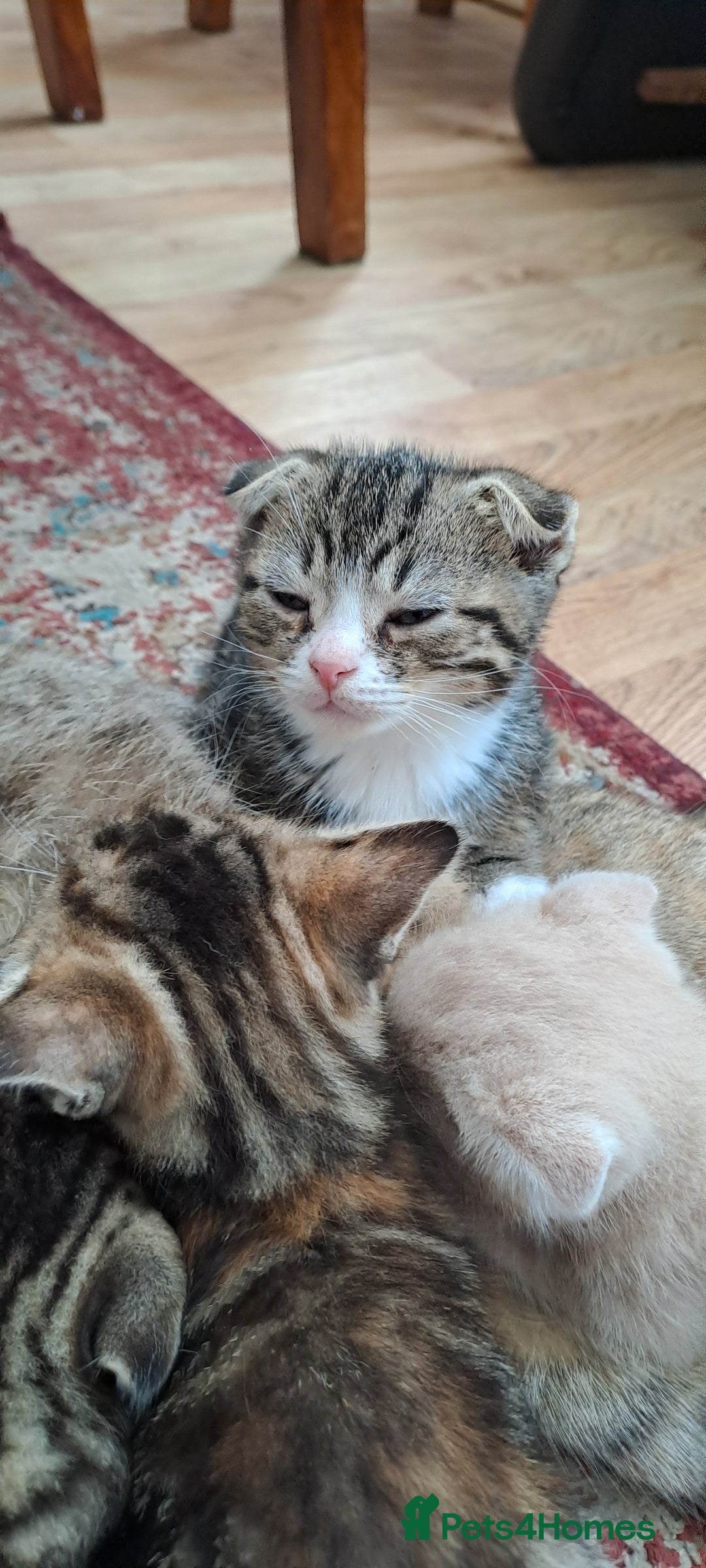 Scottish Fold cats for sale: Scottish fold/straight kittens and their mum - Image 12