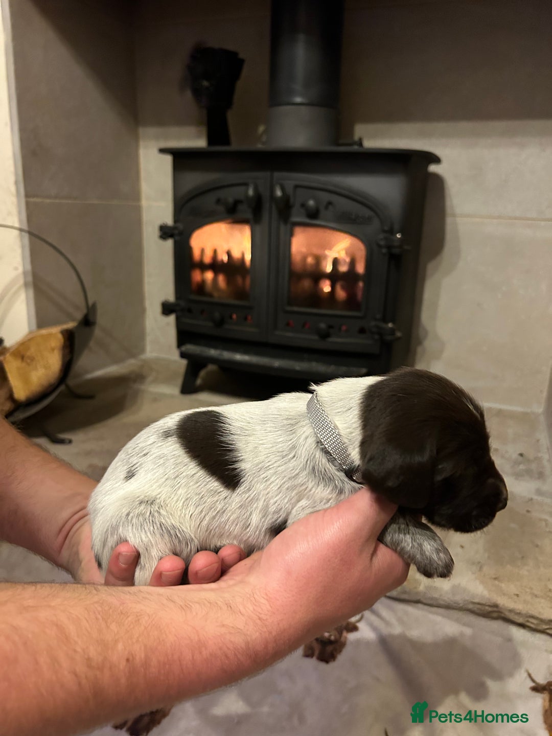 Mixed Breed dogs for sale: German wirehaired pointer x German wirehaired/Lab - Image 8