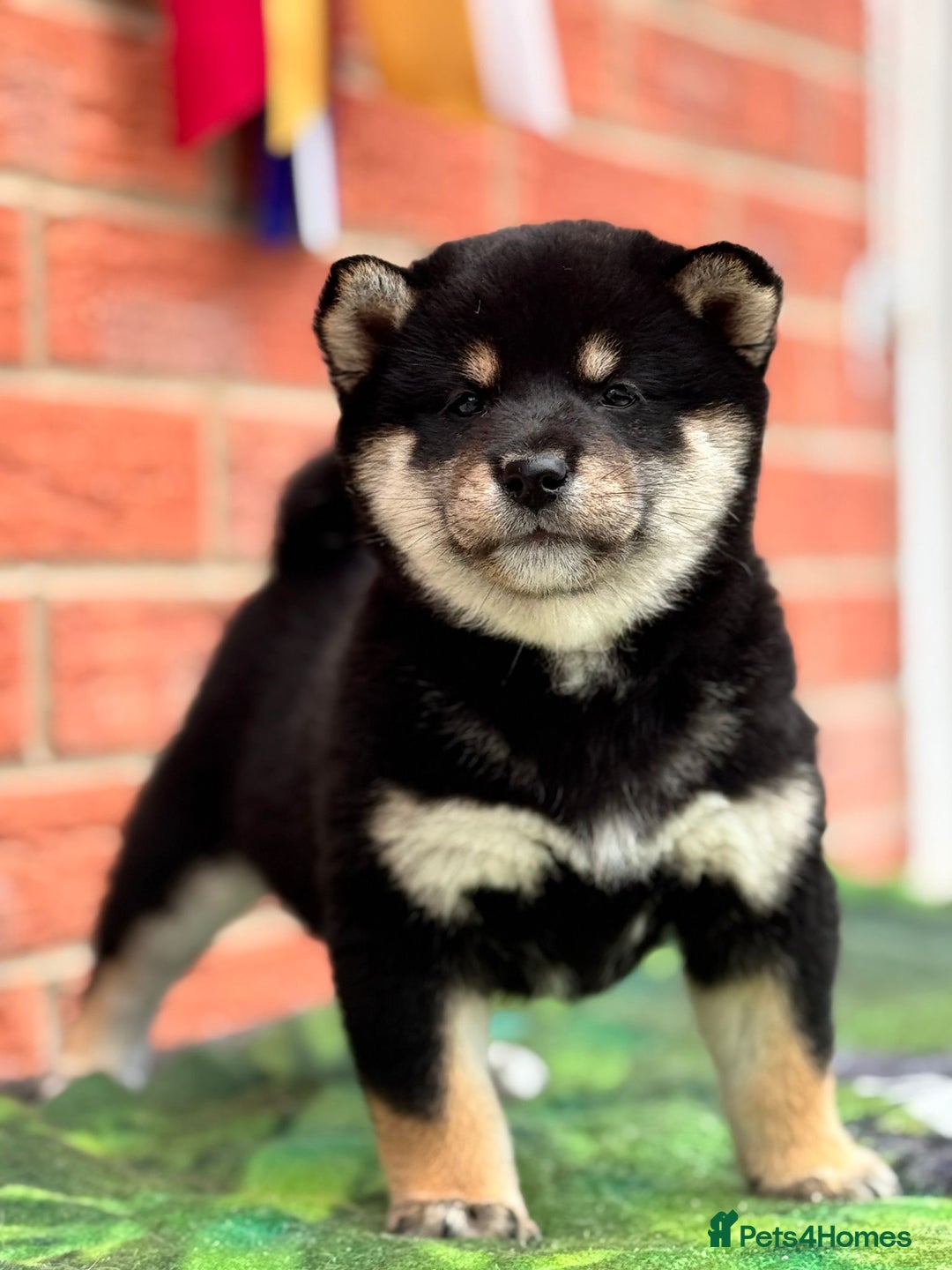 Japanese Shiba Inu dogs for sale: Health tested champion blood  Japanese Shiba Inu - Image 3