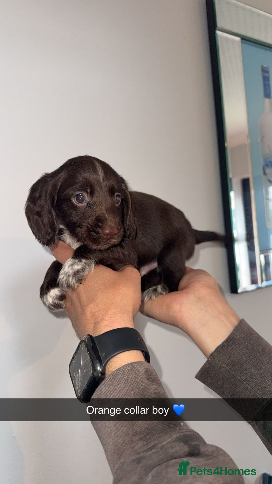 Cocker Spaniel dogs for sale: Cocker spaniel puppies  - Image 4