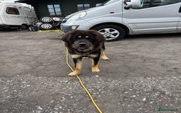 Tibetan Mastiff dogs for sale: 2x Tibetan Mastiff pups - 6 Months old - Image 5