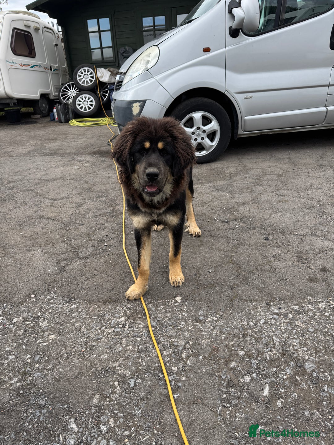Tibetan Mastiff dogs for sale: 2x Tibetan Mastiff pups - 6 Months old - Image 5
