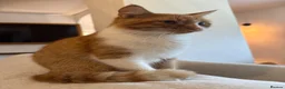 Mixed Breed cats for sale: Beautiful Ginger Kittens  - Advert 32