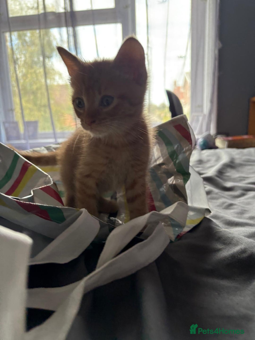 Mixed Breed cats for sale: 5 kittens looking for their forever homes  - Image 8