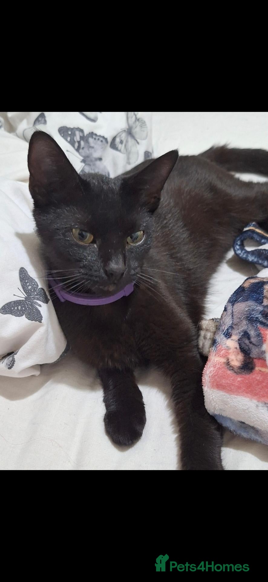 Mixed Breed cats Mimi - 1 year old  - Advert 1