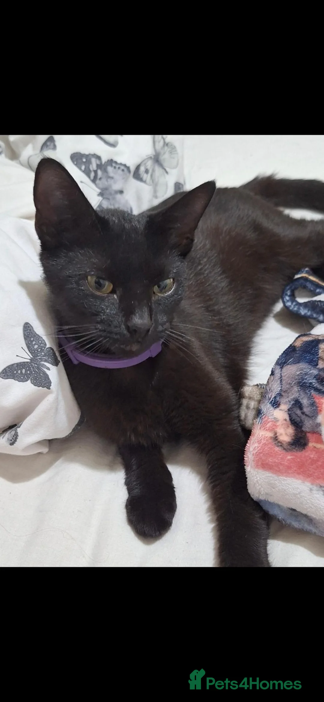 Mixed Breed cats for sale: Mimi - 1 year old  - Advert 1
