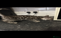 Mixed Breed cats for sale: Maine coon cross Bengal kittens ready now  - Image 9