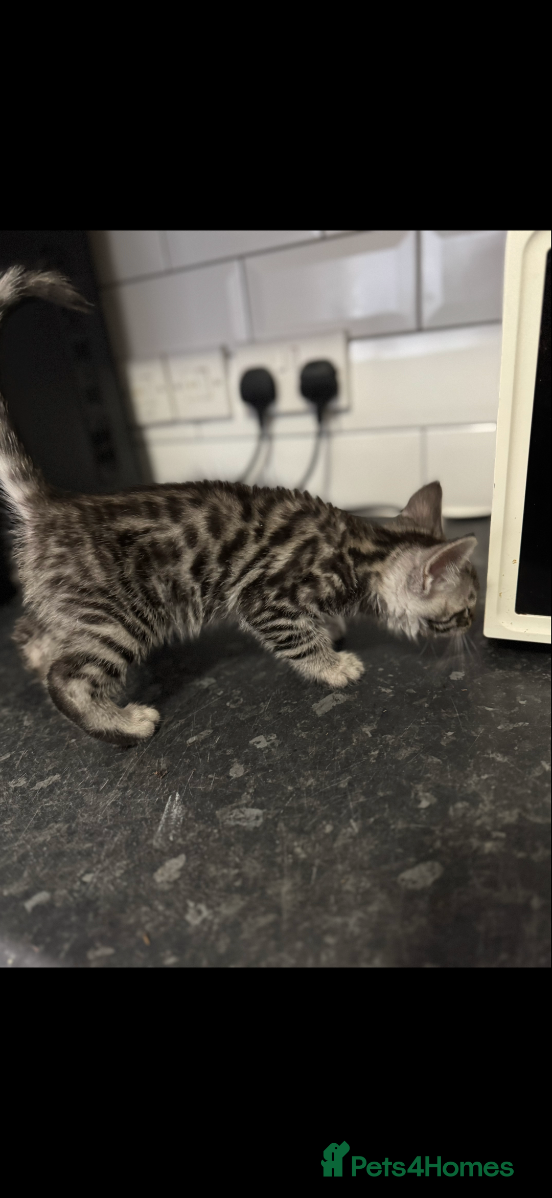Mixed Breed cats for sale: Maine coon cross Bengal kittens ready now  - Image 9