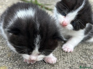 Domestic Shorthair cats Two 8 week old kittens - Advert 1