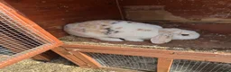 Mixed Breed rabbits for sale: Rabbits  - Advert 7