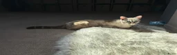 Mixed Breed cats for sale: Neutered male cat  - Advert 4