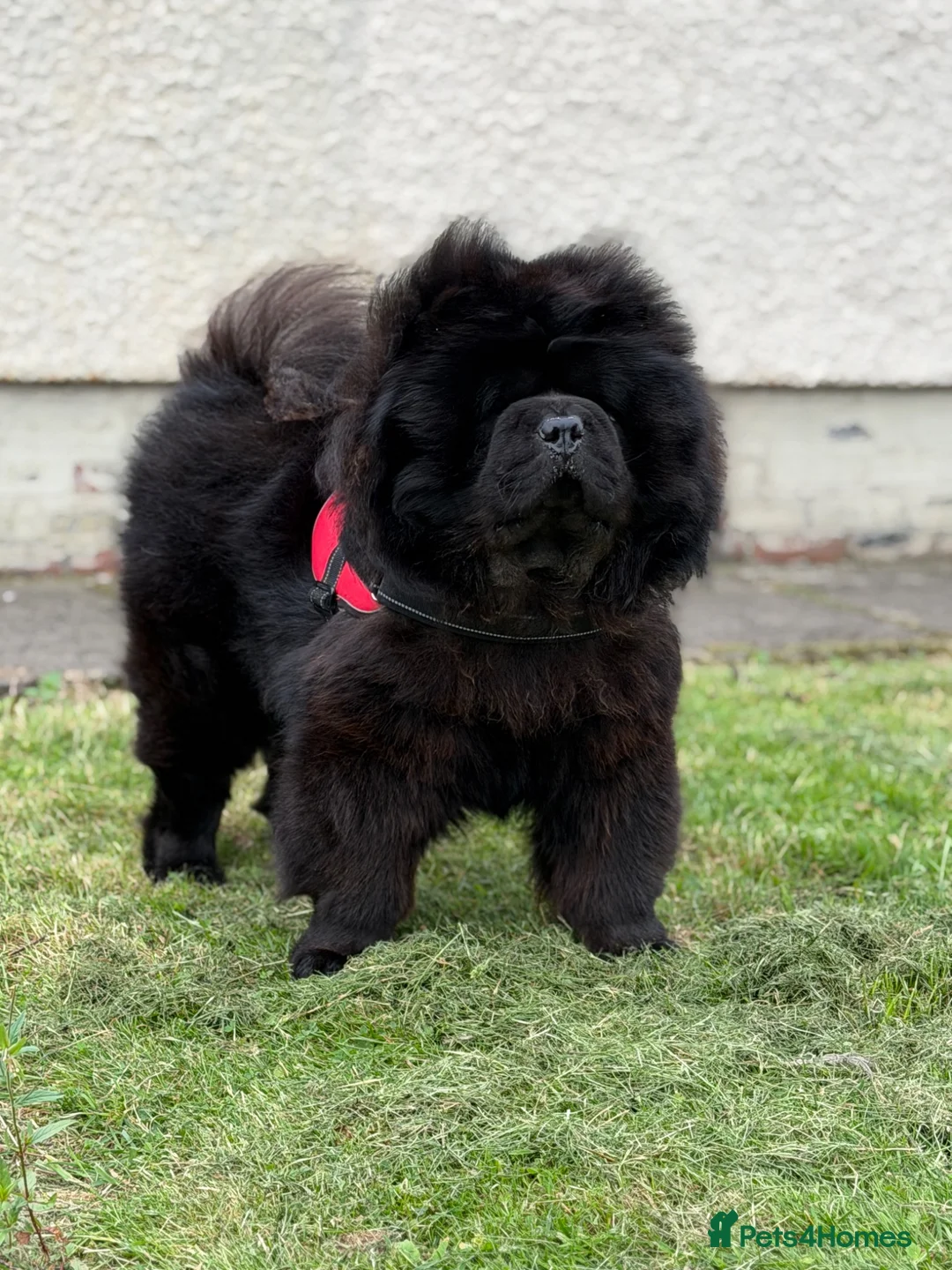 Chow Chow dogs for sale: Chow Chow male in Glasgow - Advert 2