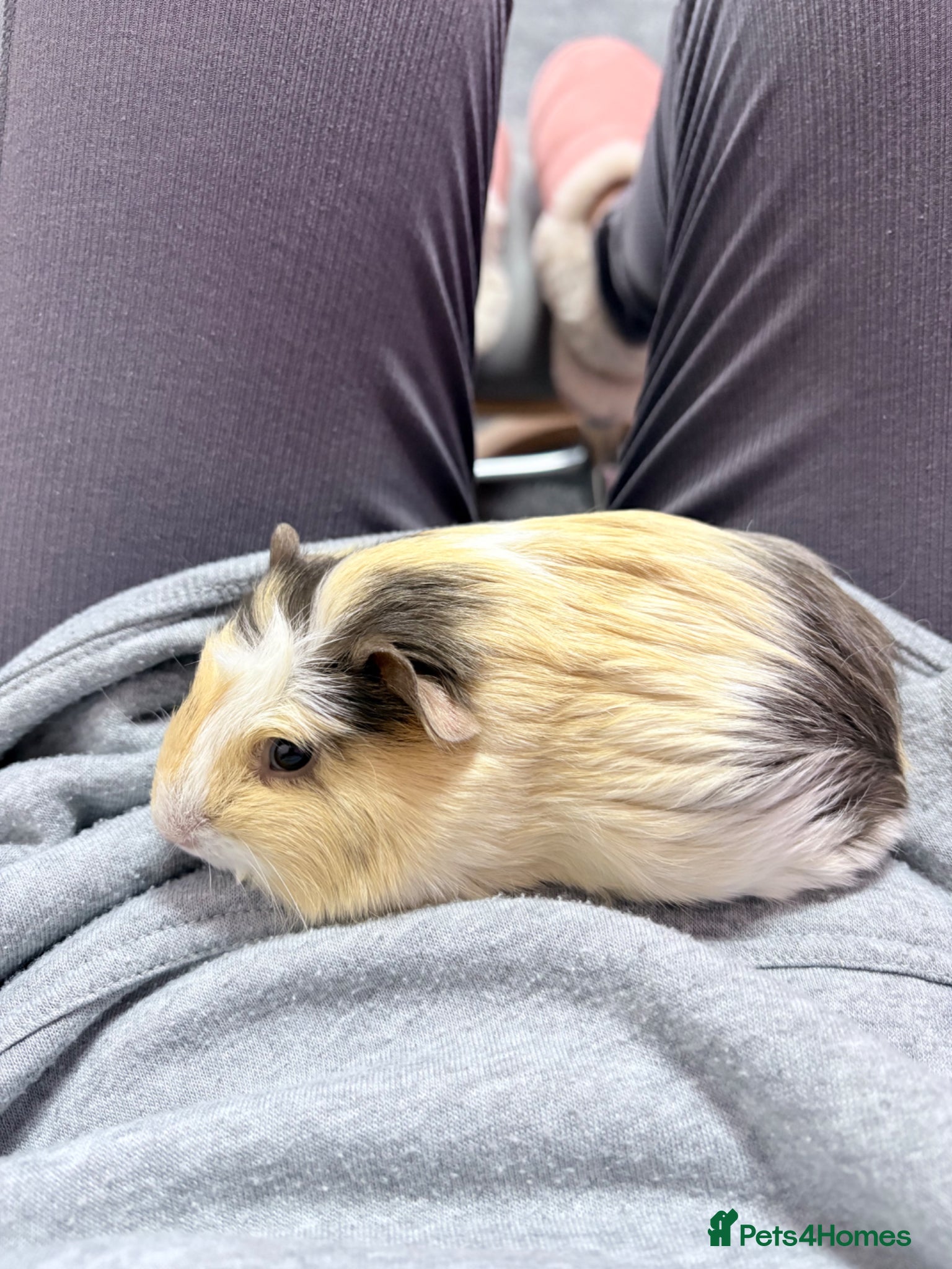Guinea Pig rodents for sale: 2 x male guinea pigs - Advert 1