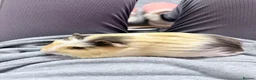 Guinea Pig rodents for sale: 2 x male guinea pigs in Dunfermline - Advert 1