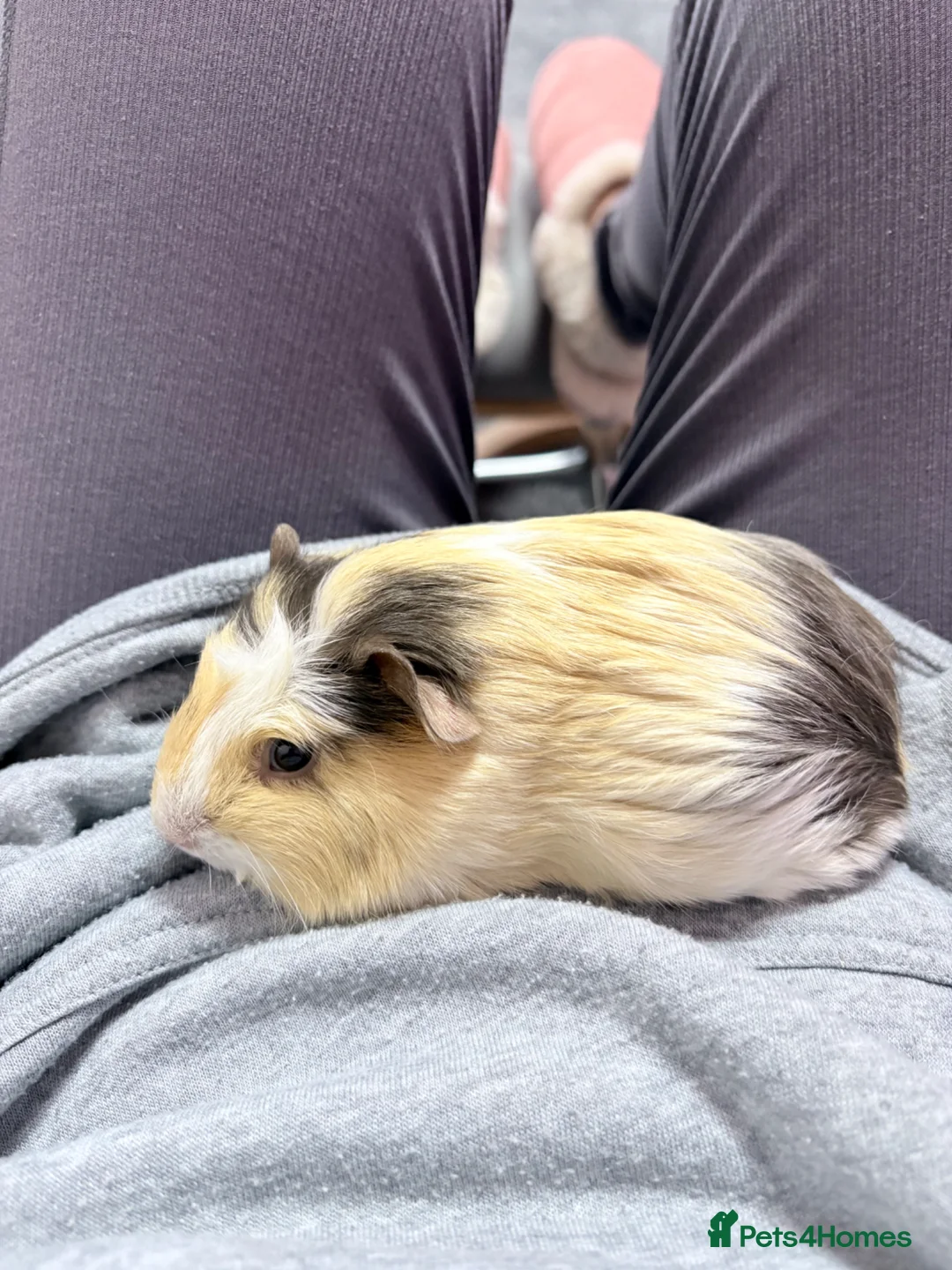 Guinea Pig rodents for sale: 2 x male guinea pigs in Dunfermline - Advert 1