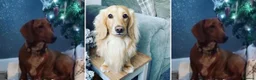 Miniature Dachshund dogs for sale: Our mini dachshund litter has arrived in Cheltenham - Advert 19