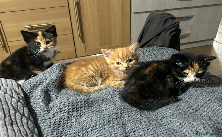 Mixed Breed cats - Advert 3