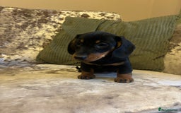 Miniature Dachshund dogs for sale: Miniature dachshund puppies - Image 8