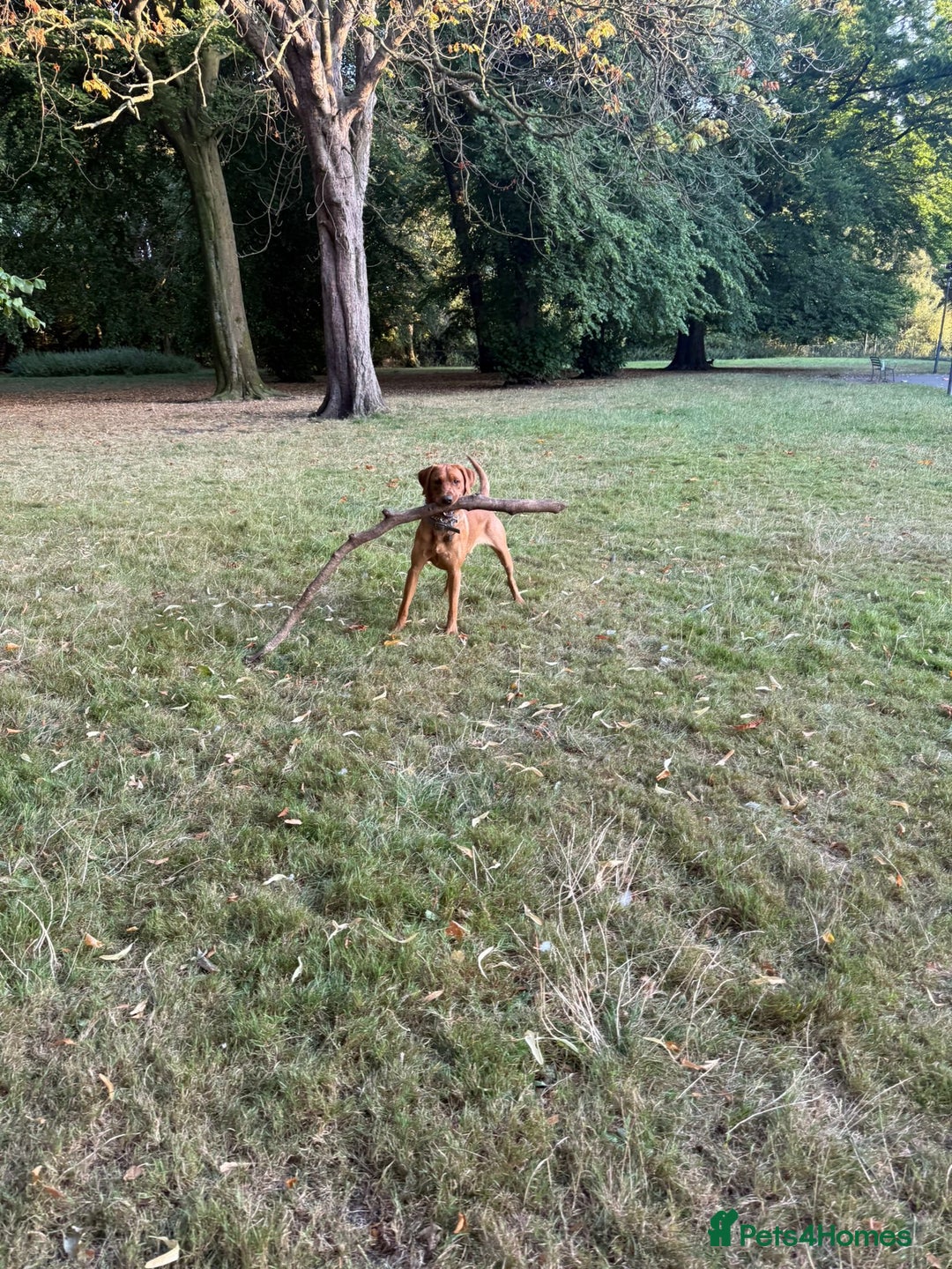 Labrador Retriever dogs for stud: 📣 Stud Dog Available – KC Registered Fox Red Lab - Advert 6