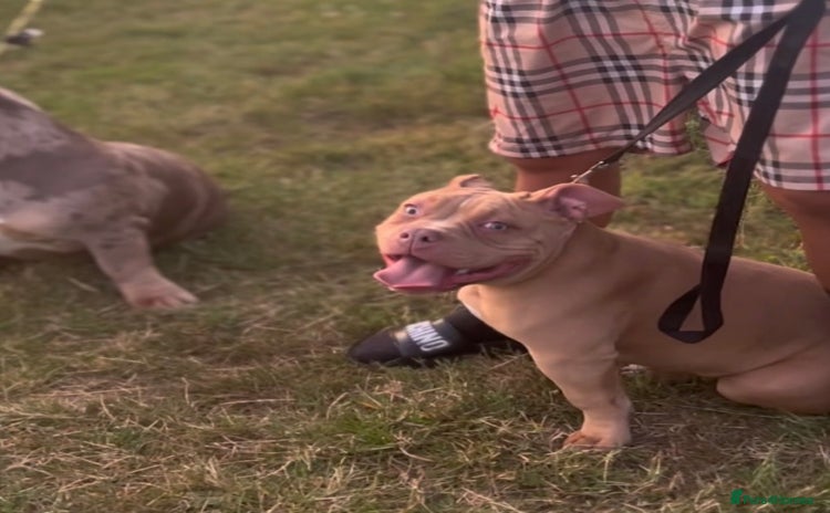 American Bully dogs - Advert 1
