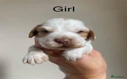 Cocker Spaniel dogs for sale: Cocker spaniel puppies for sale  - Image 6